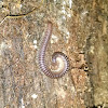 Cambala annulata Millipede