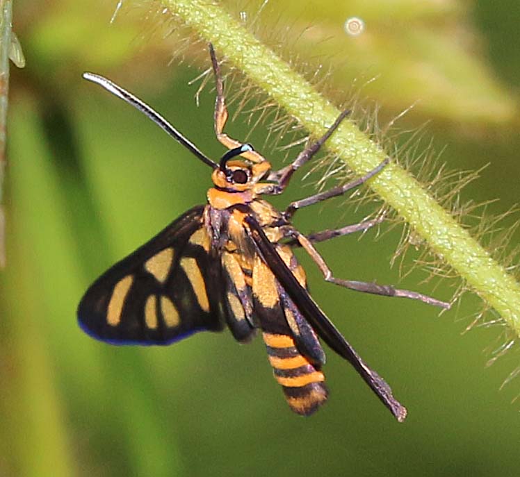 Wasp Moth