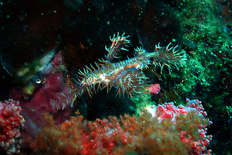 Ornate ghost pipefish