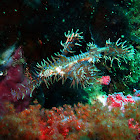 Ornate ghost pipefish