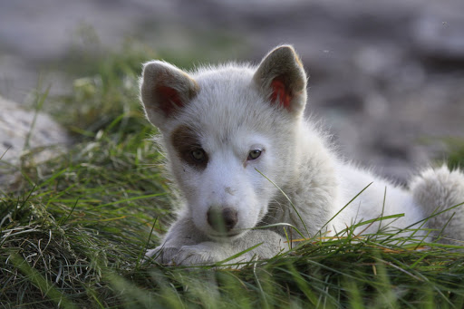 A happy pup in Disko Bay, Greenland.