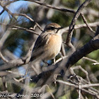 Stonechat; Tarabilla Común