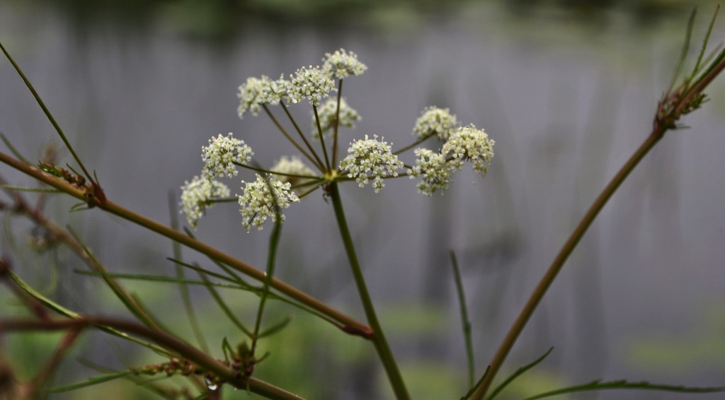 Bulbet-Bearing Water Hemlock