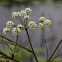 Bulbet-Bearing Water Hemlock