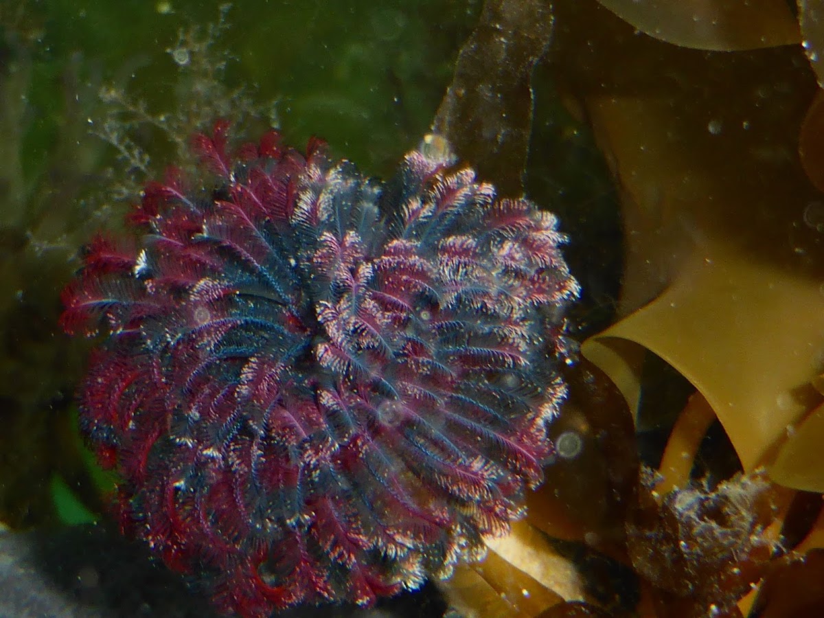 Northern Feather Duster Worm