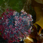 Northern Feather Duster Worm