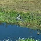 American Alligator