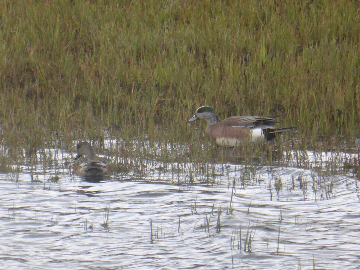 American Wigeon