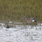 American Wigeon