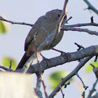 California Towhee