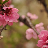 Profumo di primavera di 