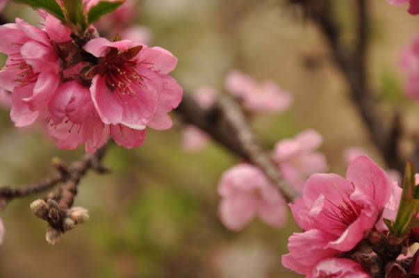 Profumo di primavera di filipposalamone