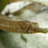 Pipefish