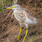 Indian pond heron, paddybird (juv)