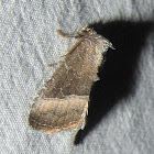 Common Pinkband Moth