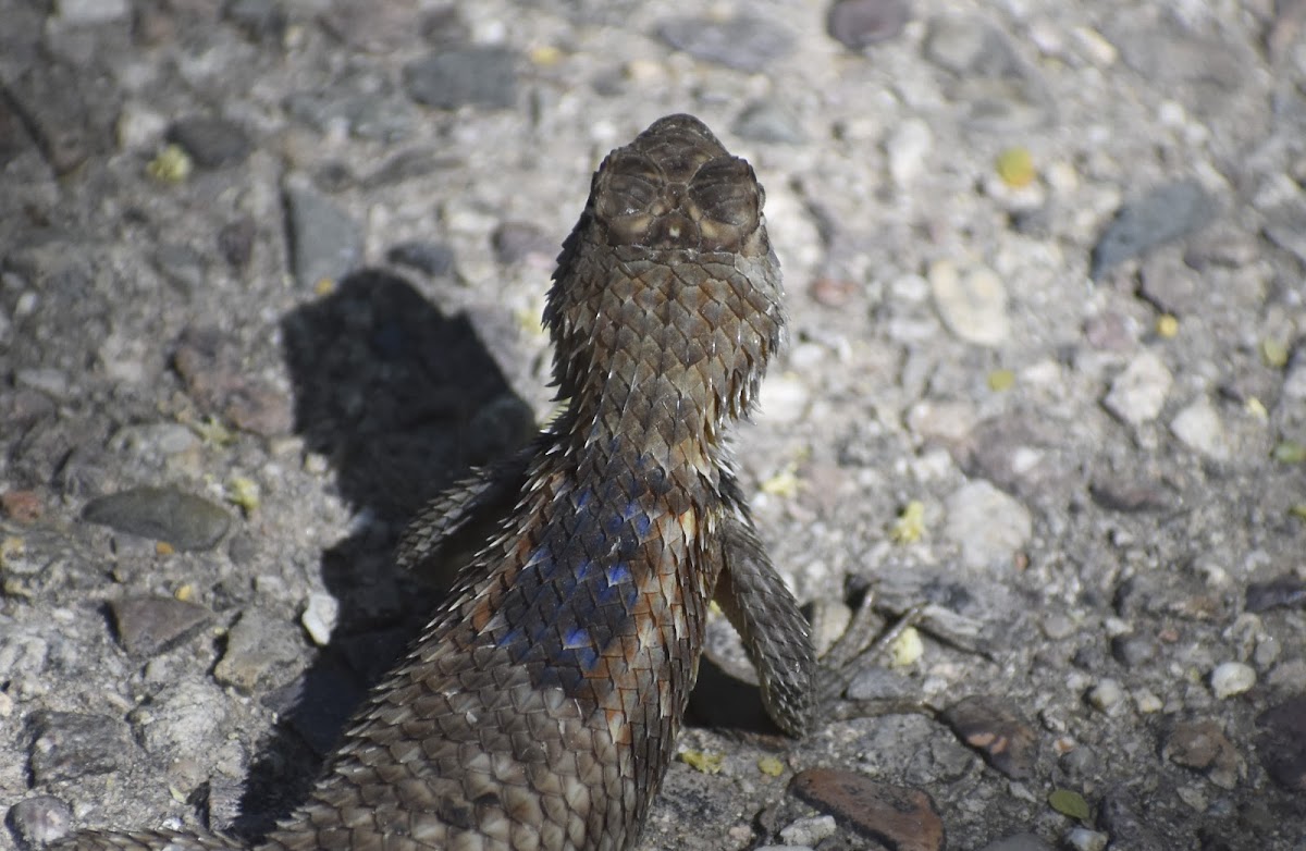 Desert Spiny Lizard