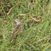 Striated grassbird