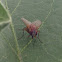 Slender orange bush fly