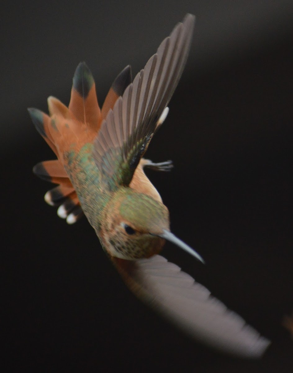 Allen's Hummingbird