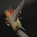 Allen's Hummingbird