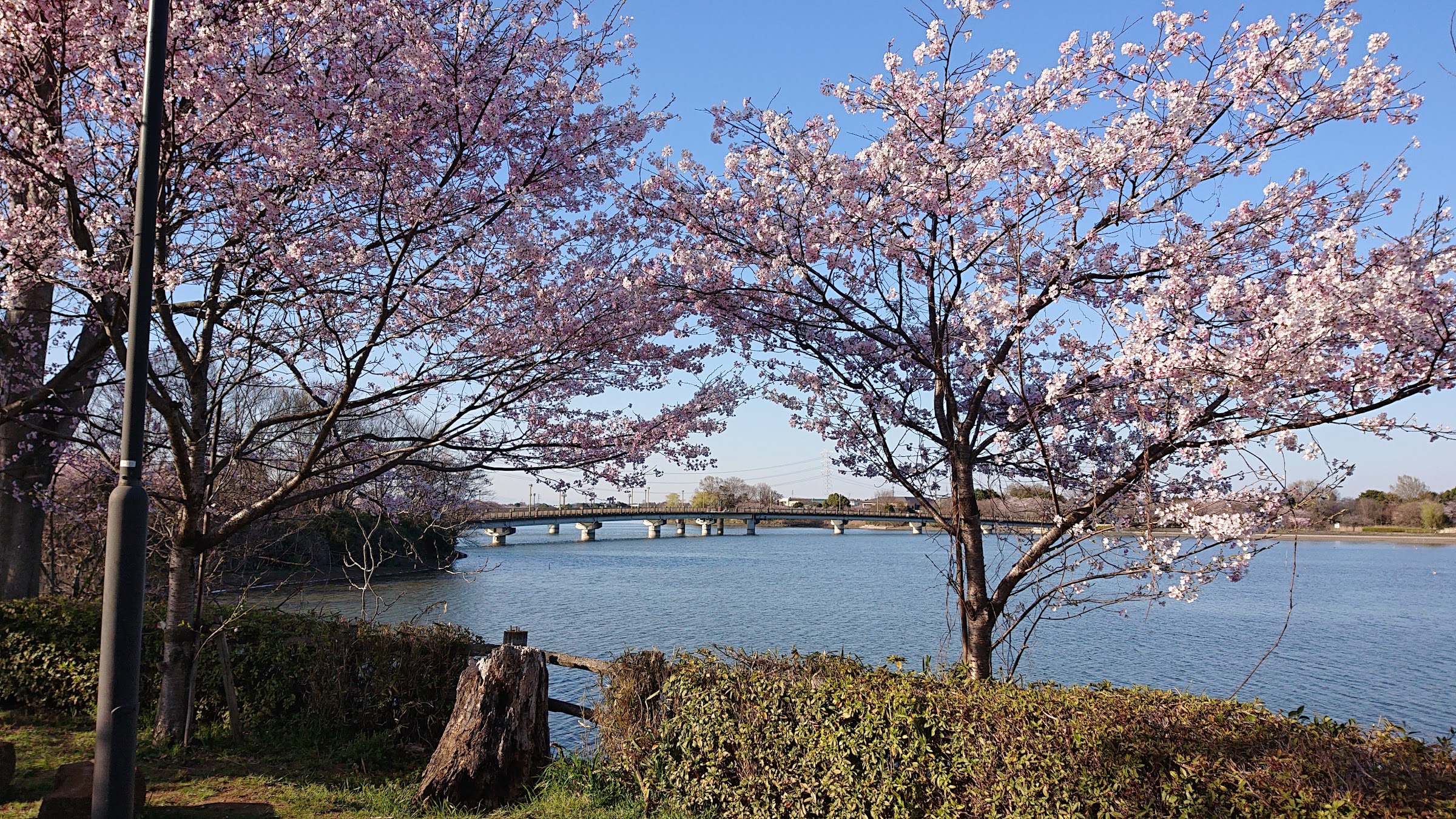 真ん中に見えるのが砂沼大橋です。