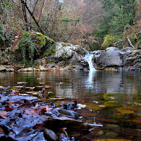 Le foglie nel torrente di 