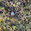 Blue waxbill