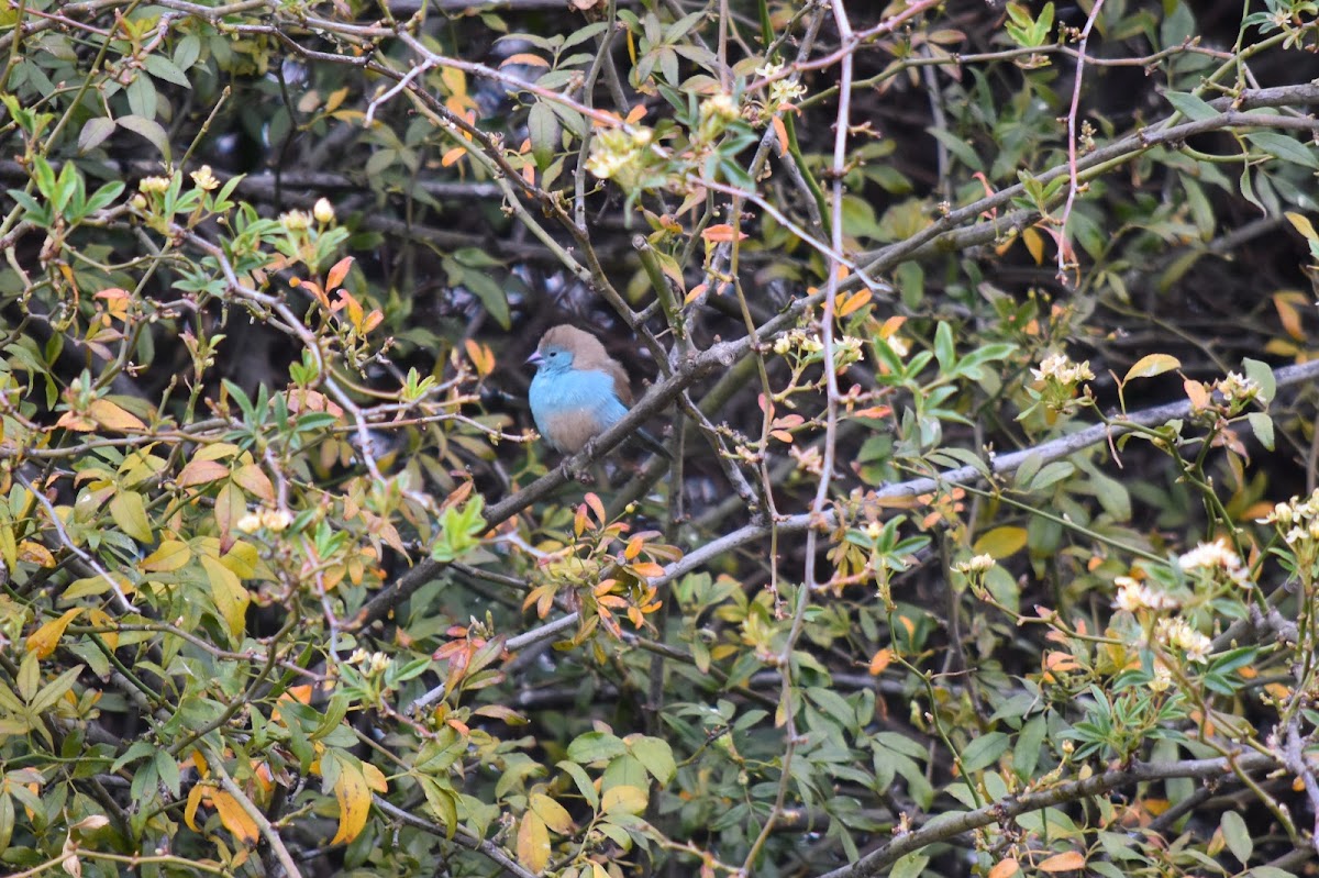 Blue waxbill