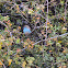 Blue waxbill