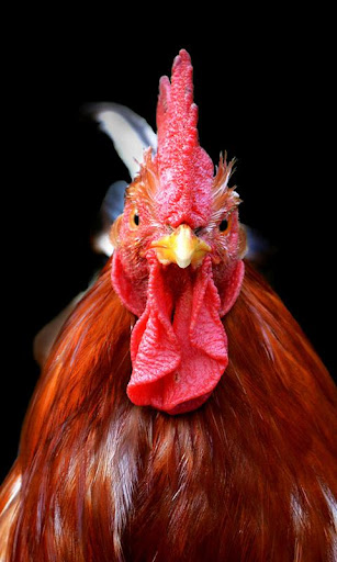 Cock Wallpaper