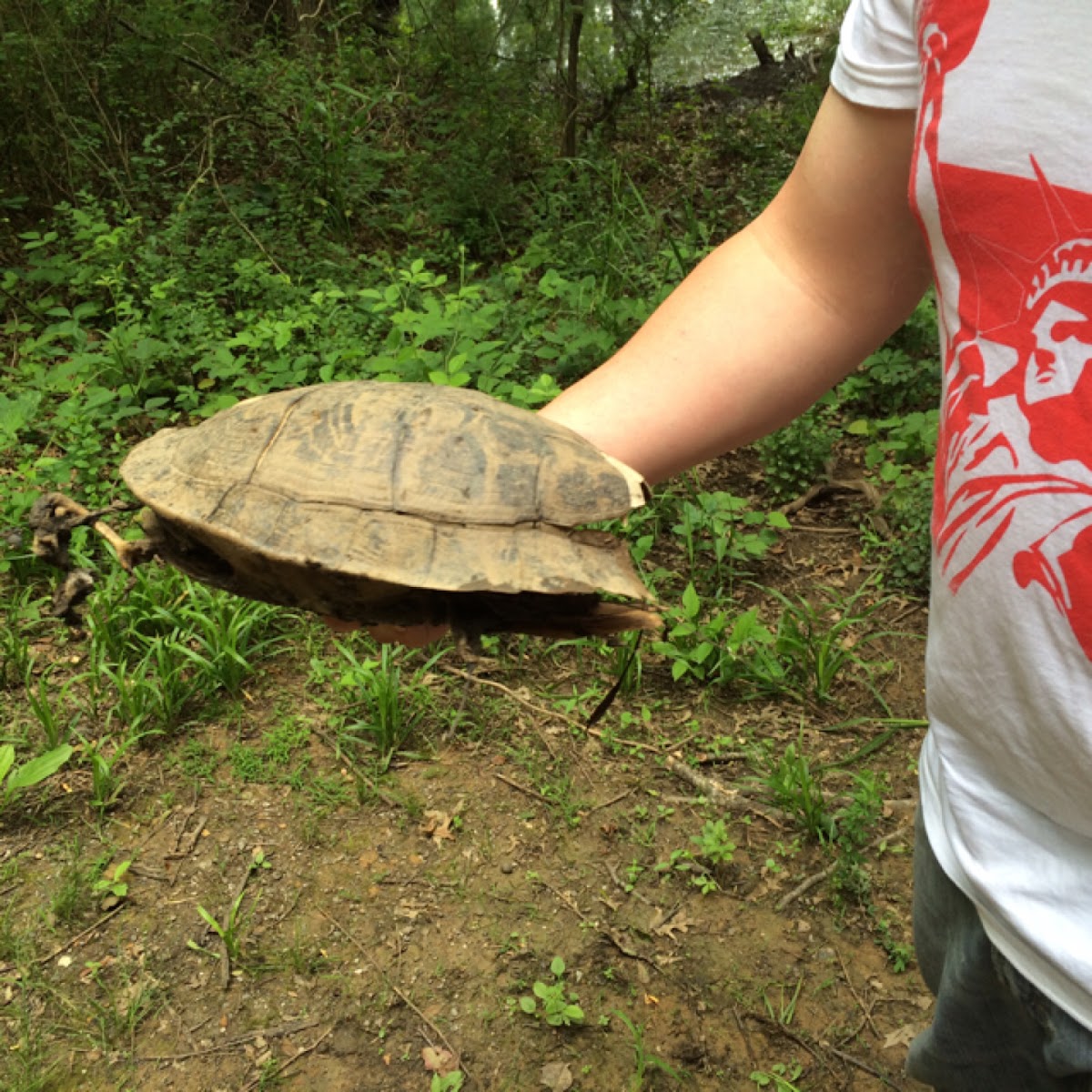 Red ear turtle shell