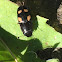 Four-spotted sap beetle