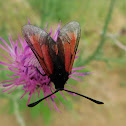 Burnet Moth