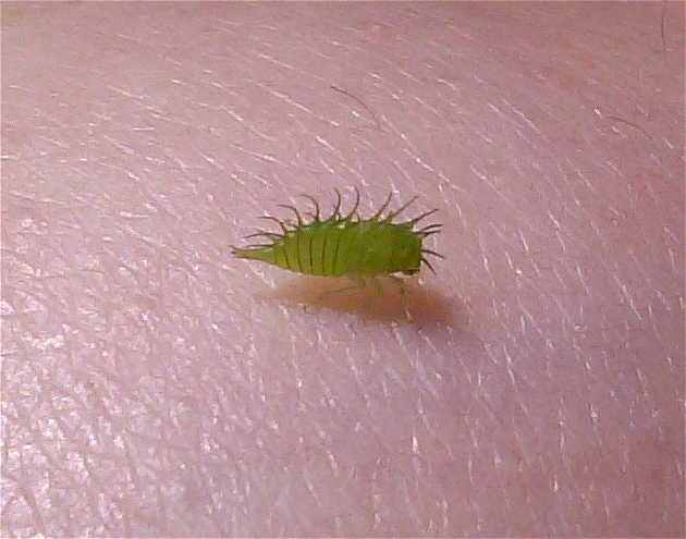 Buffalo Treehopper (Nymph)