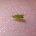 Buffalo Treehopper (Nymph)