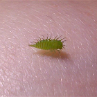 Buffalo Treehopper (Nymph)