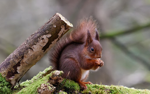 Squirrel Feasting on a Nut in a Tranquil screenshot 2