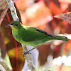 Sai Verde - female