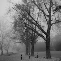 La nebbia alle Cascine di 