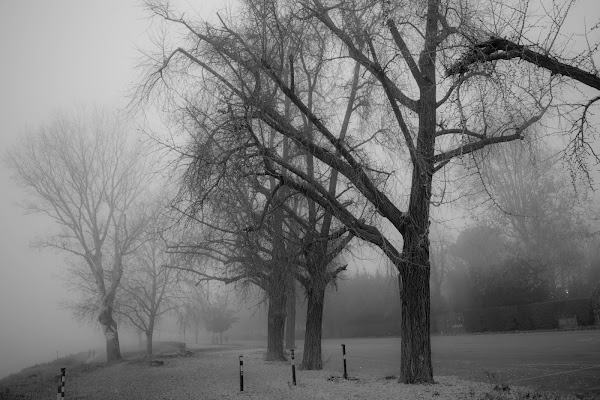 La nebbia alle Cascine di marconardini