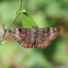 Horace's Duskywing (female)