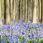 Common Bluebell