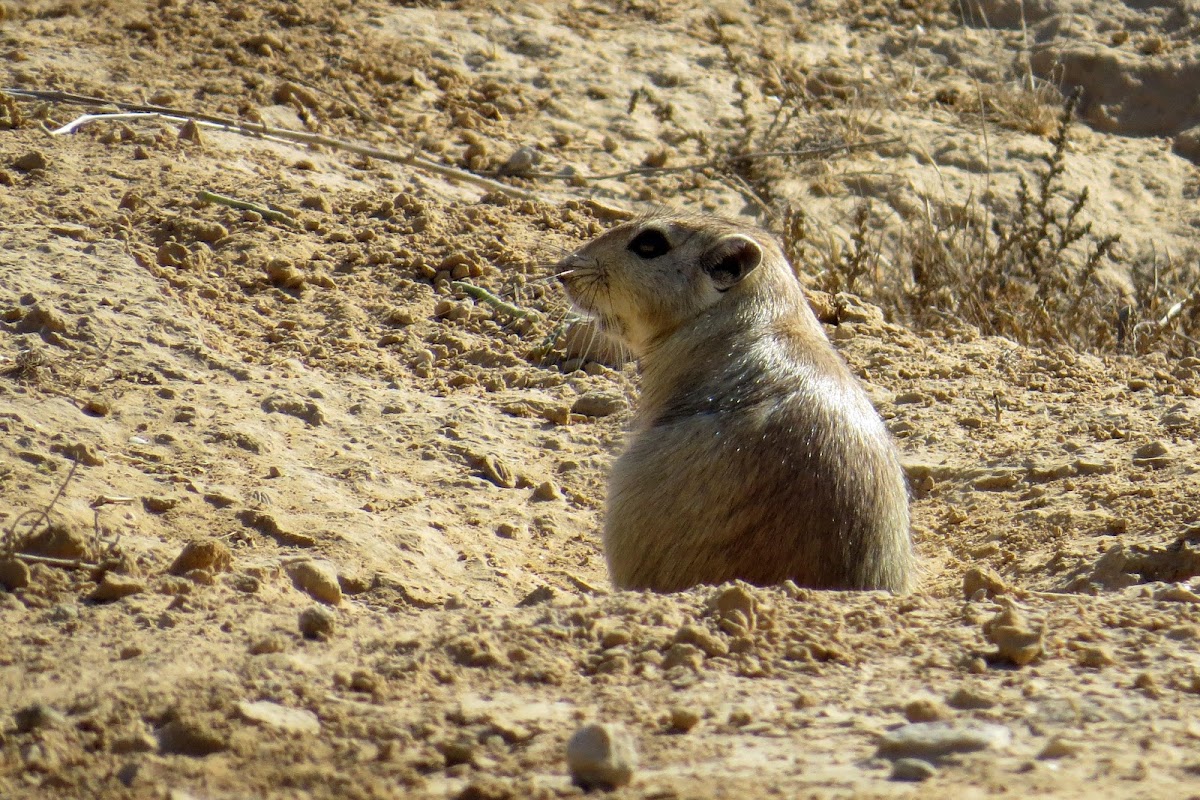 Sand rat