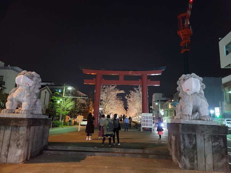 クラウンアスリートの夜桜・桜と愛車・クラウン200系・神奈川夜桜・鶴岡八幡宮前に関するカスタム事例の投稿画像2枚目