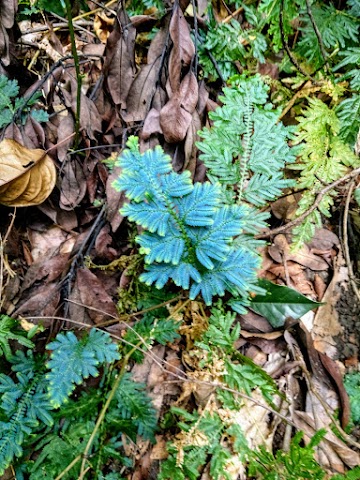 bukit besi hiking