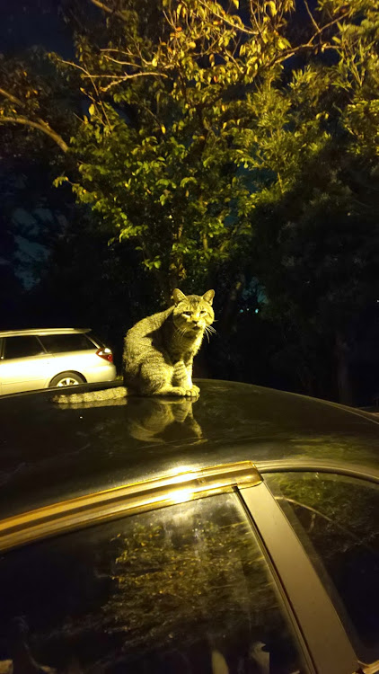 スカイラインのスカイライン・ねこに関するカスタム事例の投稿画像2枚目