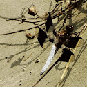 Common Whitetail skimmer