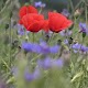 Download Poppies on cornflower field For PC Windows and Mac 1.4