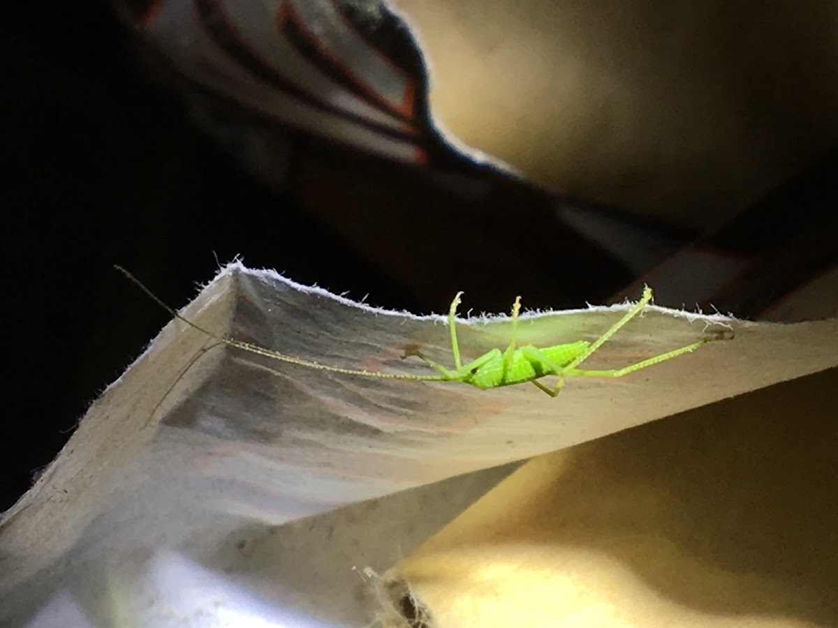 Common Katydid Nymph