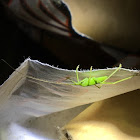 Common Katydid Nymph